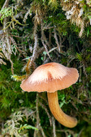 Unknown mushroom