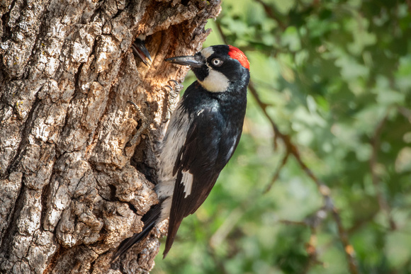 Acorn Woodpecker