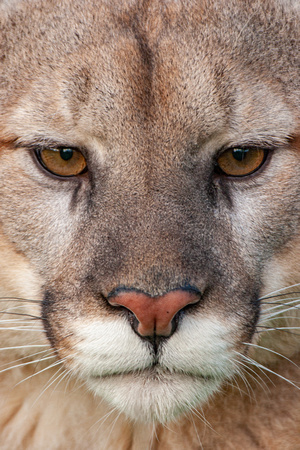 Mountain Lion