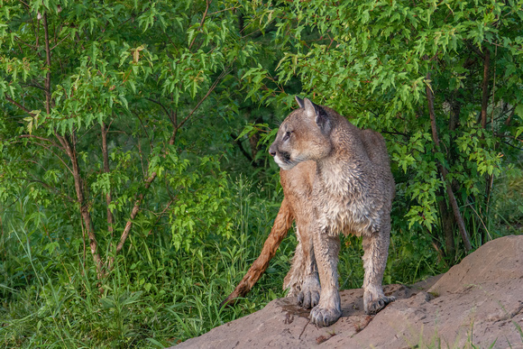 Mountain Lion