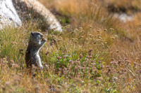 Beldings Ground Squirrel