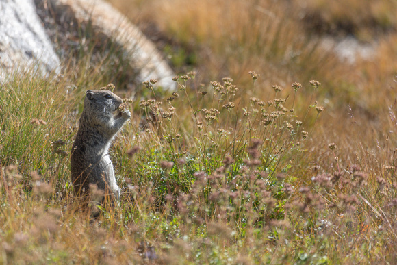 Beldings Ground Squirrel