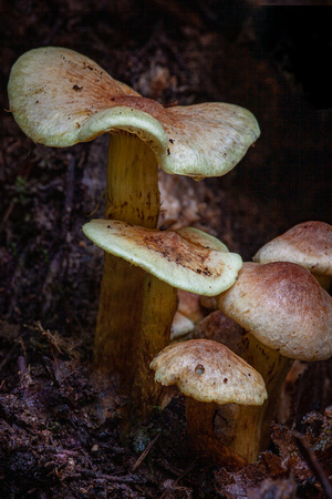 Unknown mushroom