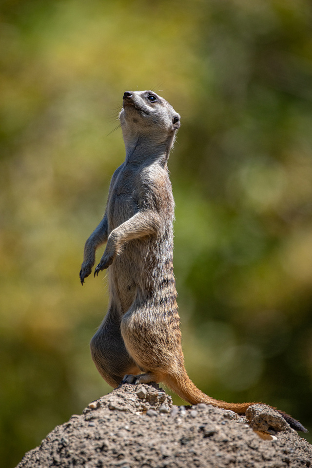 Meerkat