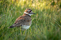 Killdeer