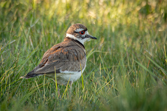 Killdeer