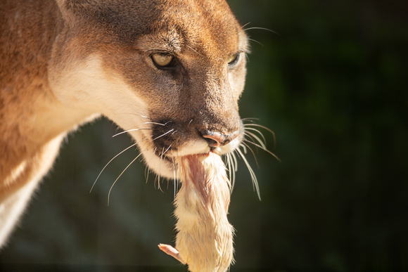 Mountain Lion