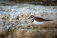 Killdeer