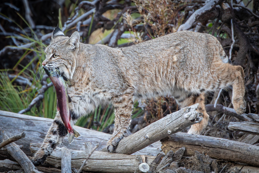 Bobcat with Kokanee Salmon