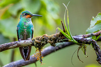 Green-crowned hummingbird