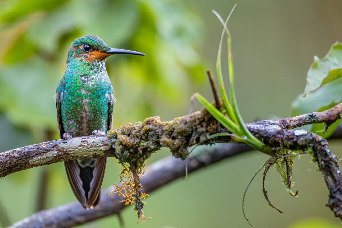 Green-crowned hummingbird