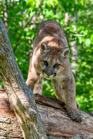 Mountain Lion