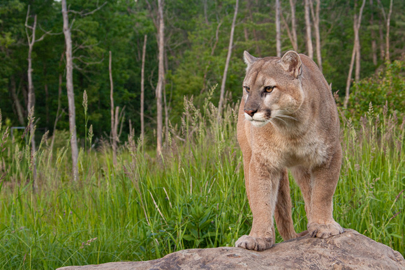 Mountain Lion