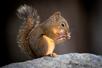 Red squirrel