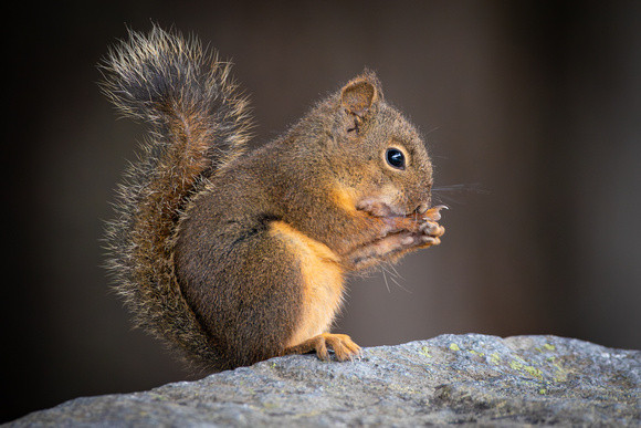 Red squirrel