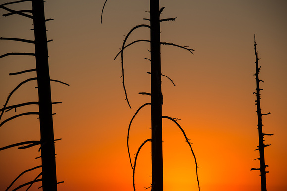 Dead trees at sunset