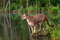 Mountain Lion