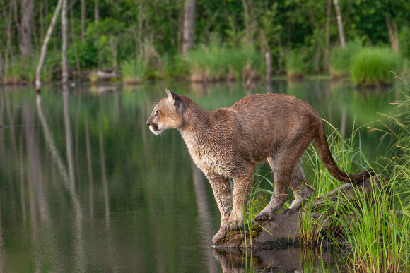 Mountain Lion