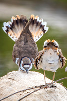 Killdeer