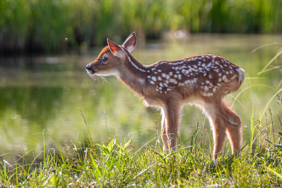 White Tail Fawn