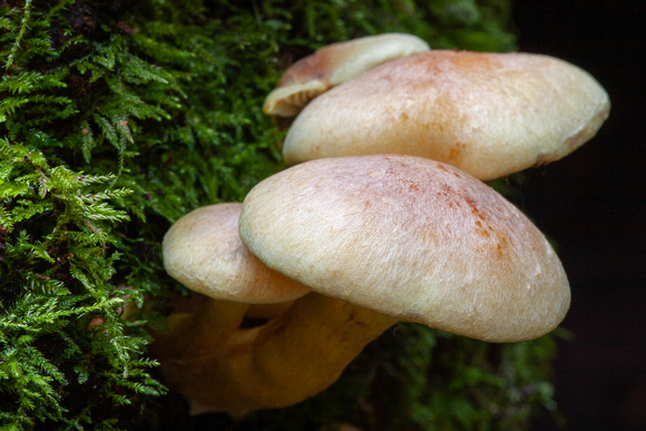 Unknown mushroom