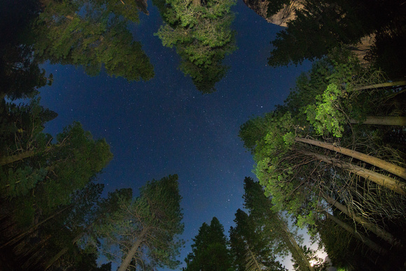 Pine trees and night sky, Yosemite National Park