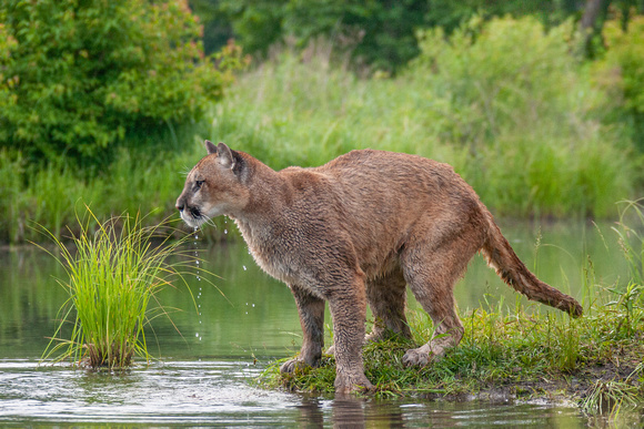 Mountain Lion