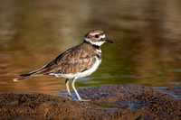 Killdeer