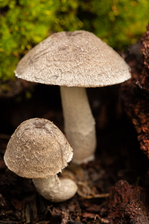 Unknown mushroom