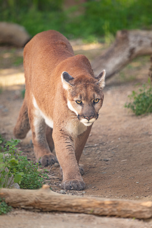 Mountain Lion