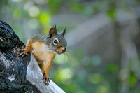 Douglas Squirrel