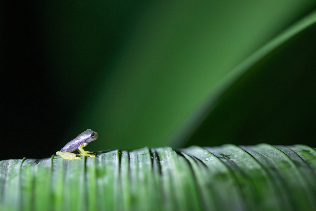 Tree frog