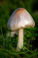 Meadow Mushroom