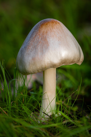 Meadow Mushroom