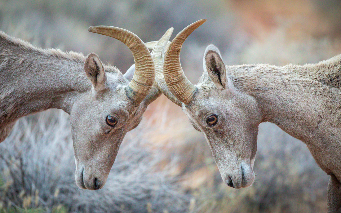 Peninsula Desert Bighorn Sheep