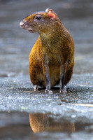 Agouti