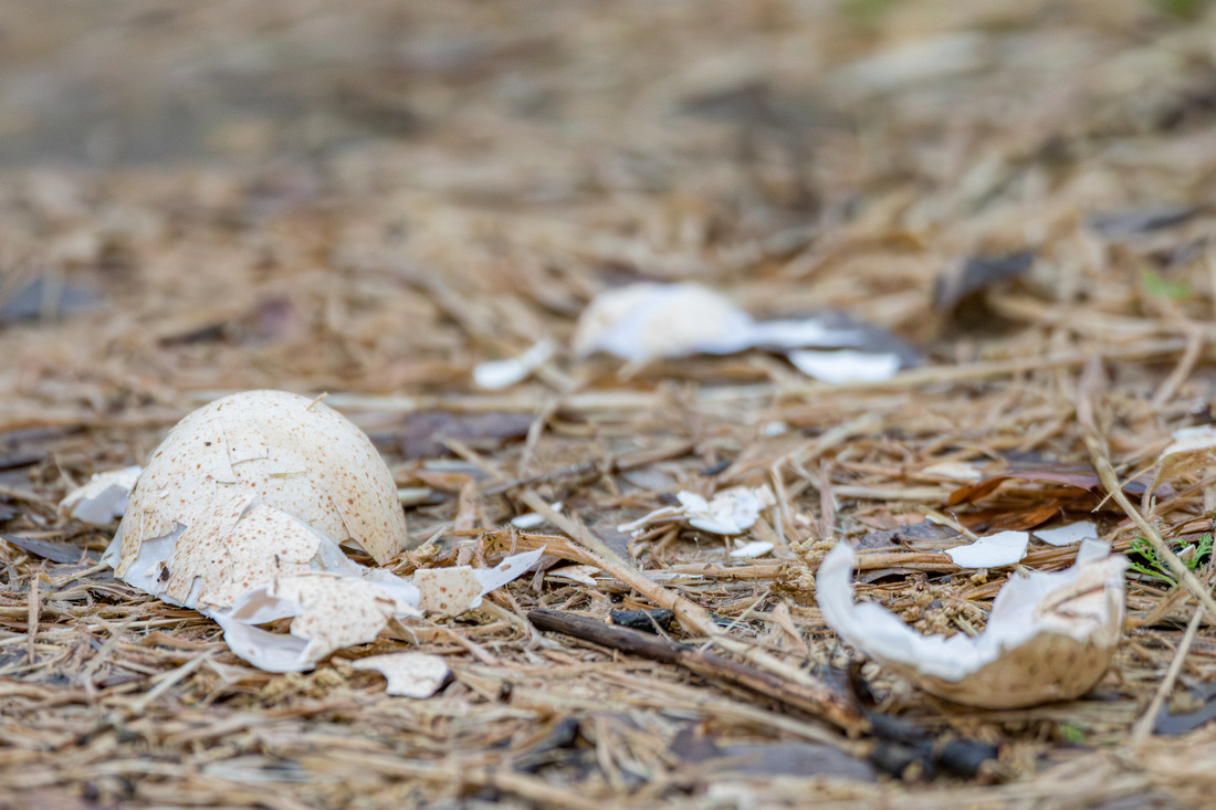 Egg that has been predated on from nest (not Bea, Bert, Ana, or Aston's)