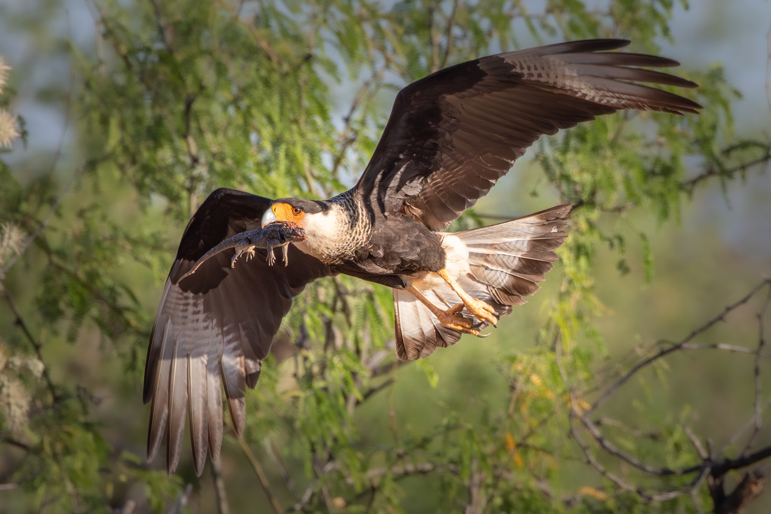 Crested Caracara with spiny desert lizard