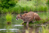 Mountain Lion