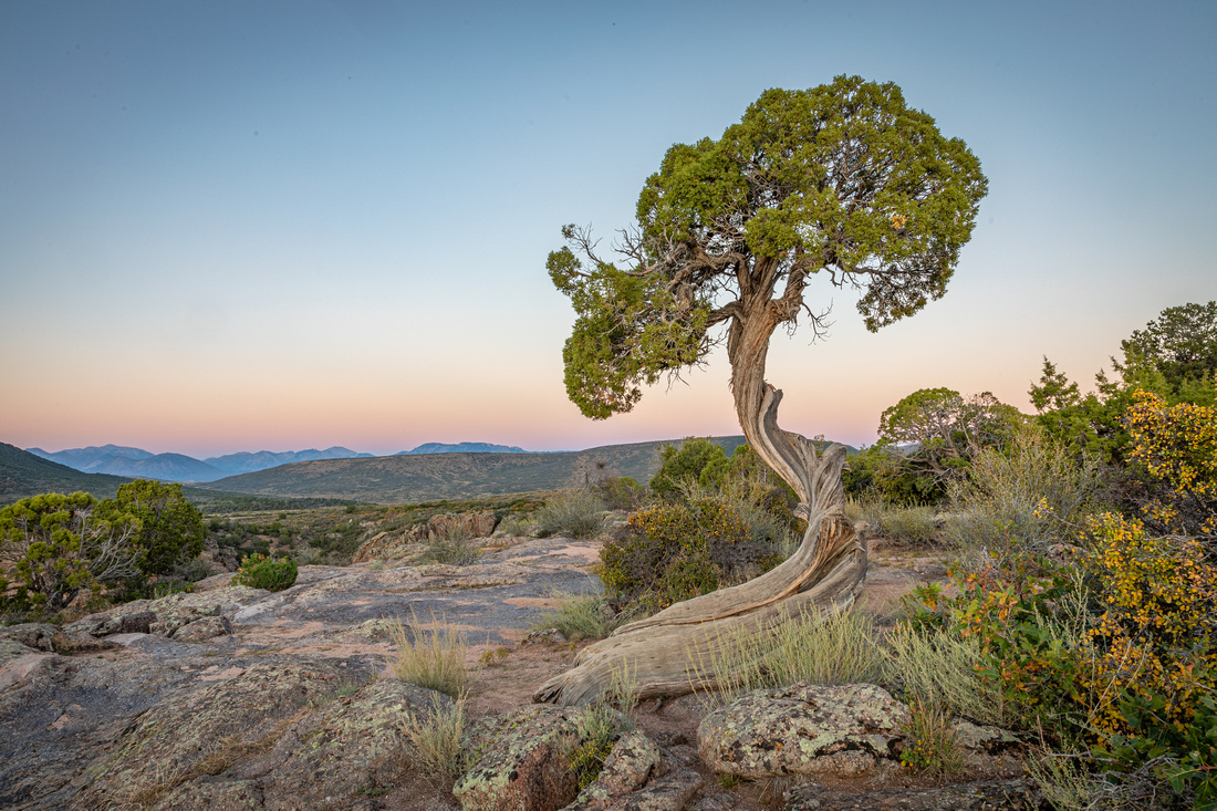 Juniper, Black Canyon of the Gunnison