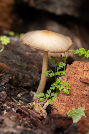 Unknown mushroom