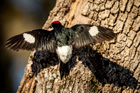 Acorn Woodpecker