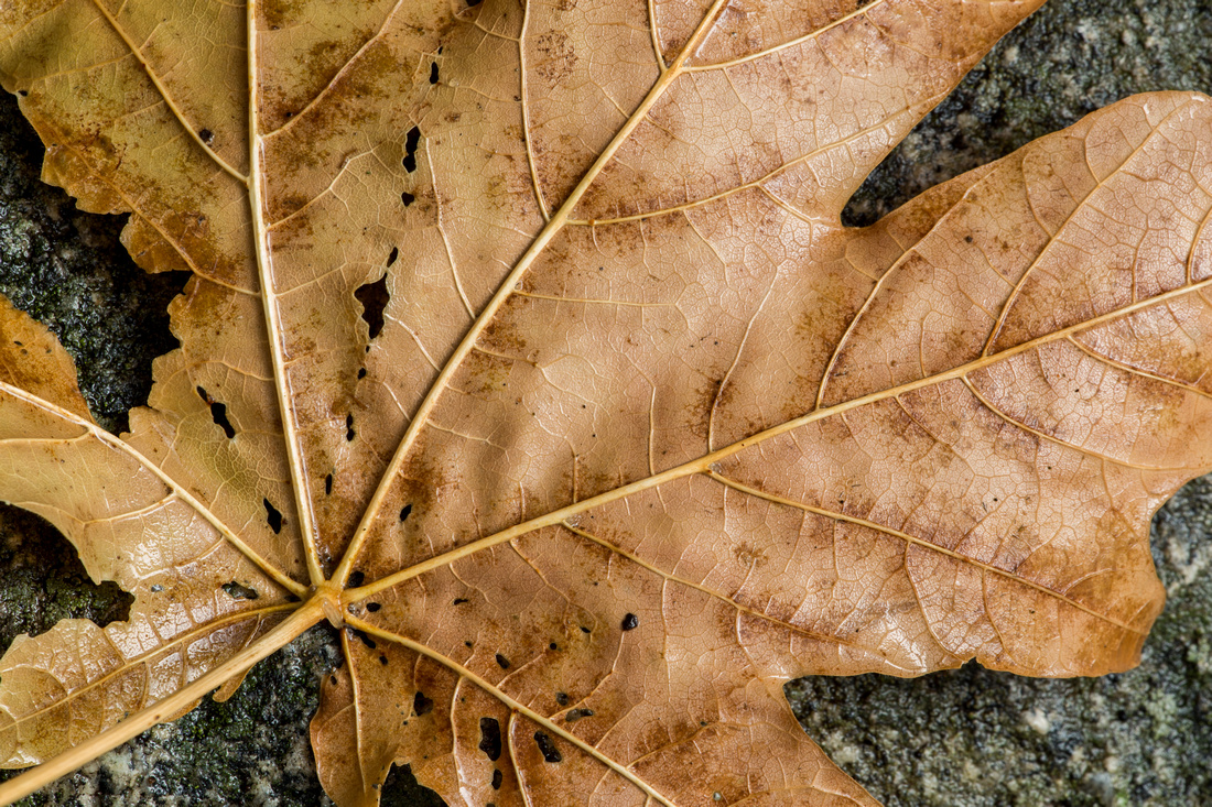 Leaf detail