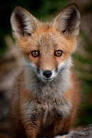 Red Fox