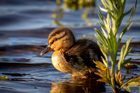 Mallard duckling