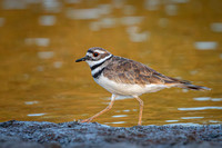 Killdeer