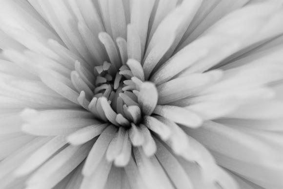 Flower detail, black & white