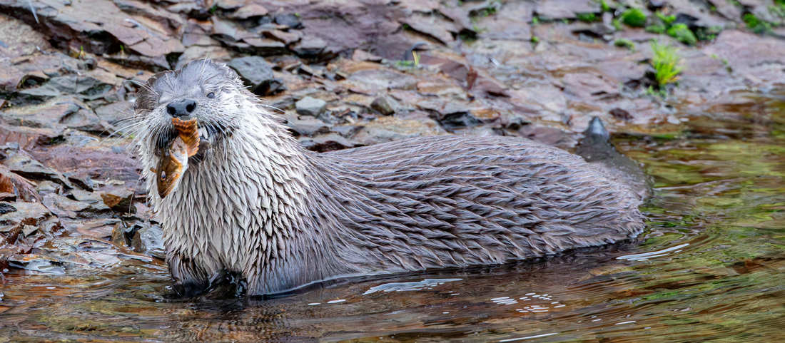 River Otter with fish