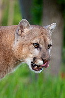 Mountain Lion