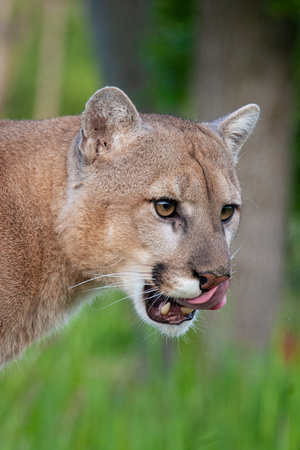 Mountain Lion